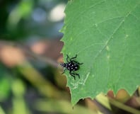 spotted lanternfly-black